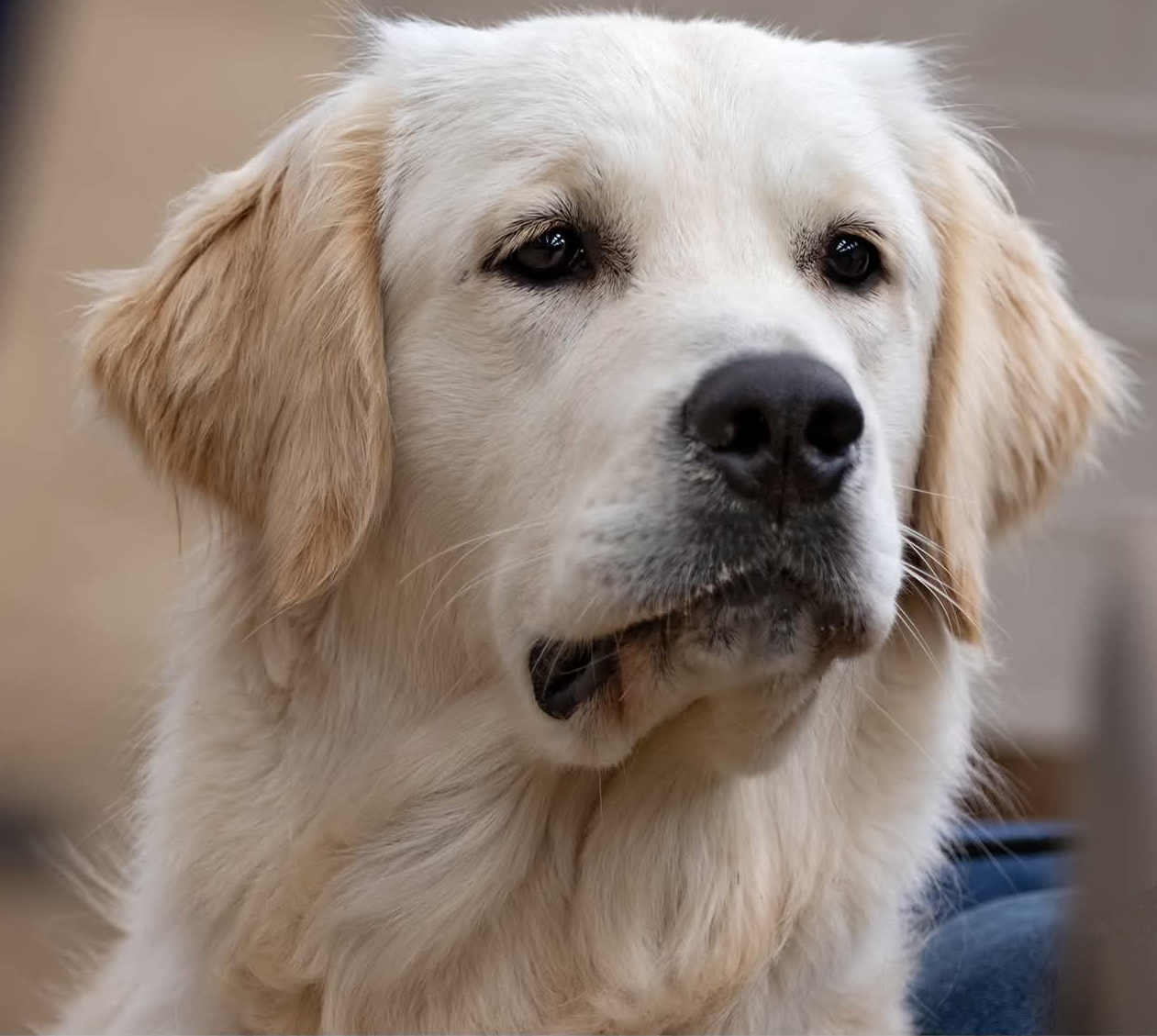 Balou
