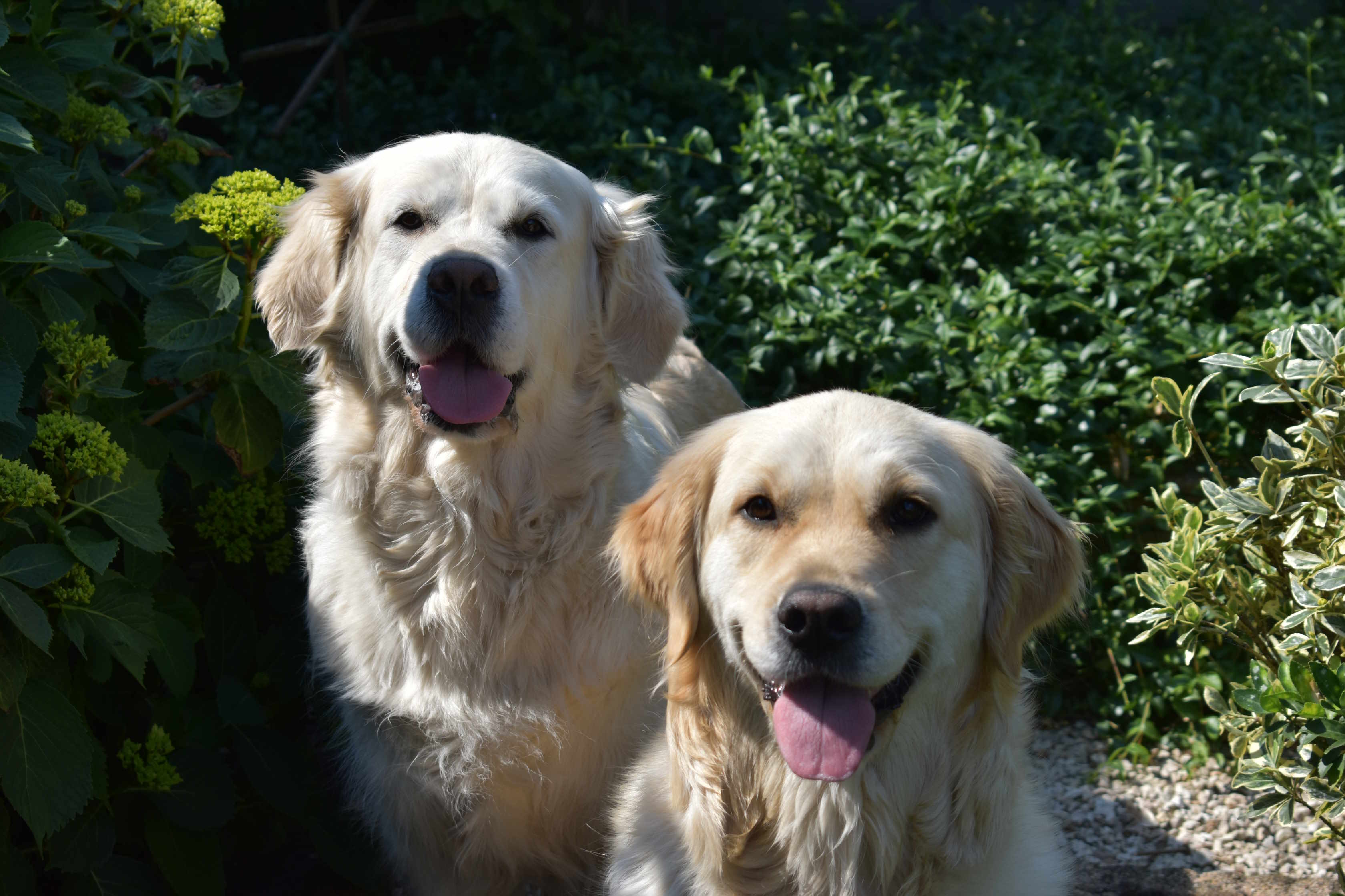 Daisy & Alina - Goldens van de Kempenstreek!